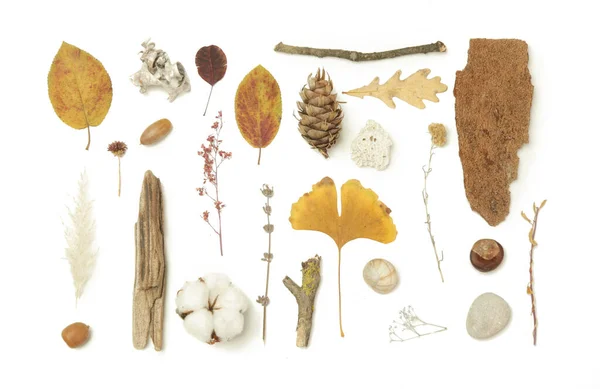 秋の要素コレクション コーン 石などのさまざまな要素を持つ秋の季節の組成物 白を基調としたデザイン要素 — ストック写真