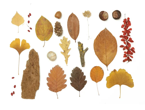 Sonbahar Elementleri Koleksiyonu Çeşitli Elementlerle Sonbahar Mevsimsel Kompozisyonu Yapraklar Dallar — Stok fotoğraf