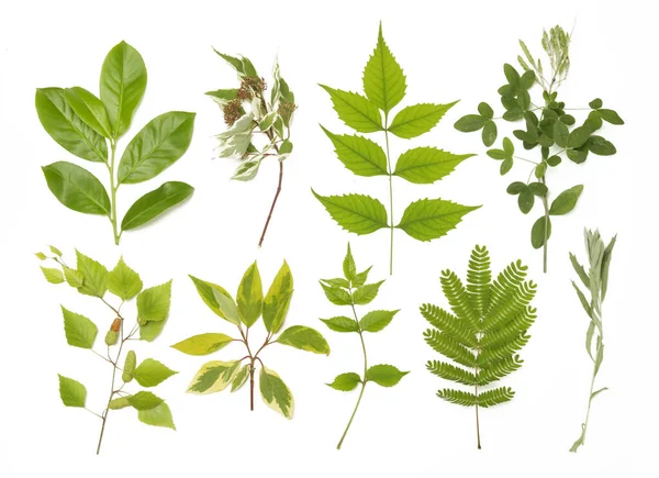 植物コレクション 緑の葉を持つ庭の枝のセット 装飾的な自然デザイン要素 — ストック写真