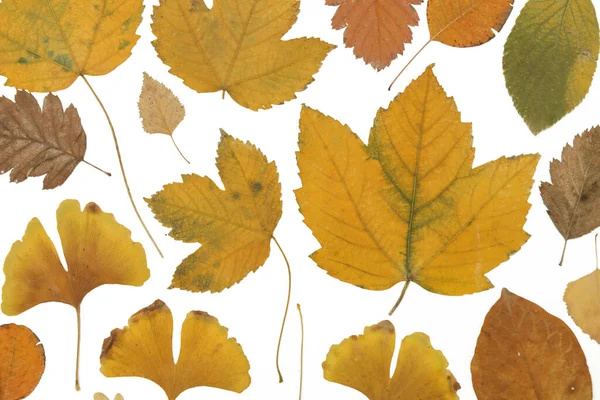 Sammlung Von Schönen Verschiedenen Getrockneten Herbstblättern Isoliert Auf Weißem Hintergrund — Stockfoto