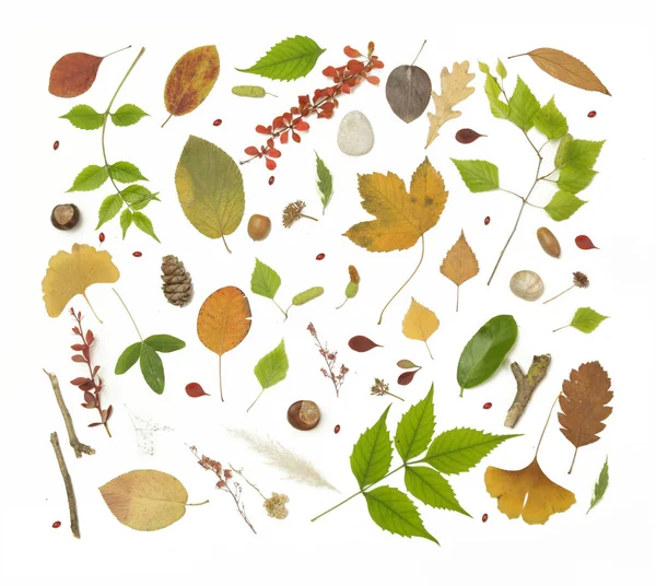 Forest elements collection. Composition with various elements: leaves, twigs, bark, cones, chestnut and stones. Natural design elements isolated on white background.