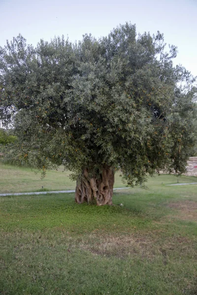 Starý Velký Olivovník Rostoucí Řecku — Stock fotografie