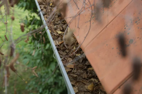 Dachrinne Voller Alter Herbstblätter Und Dreck — Stockfoto