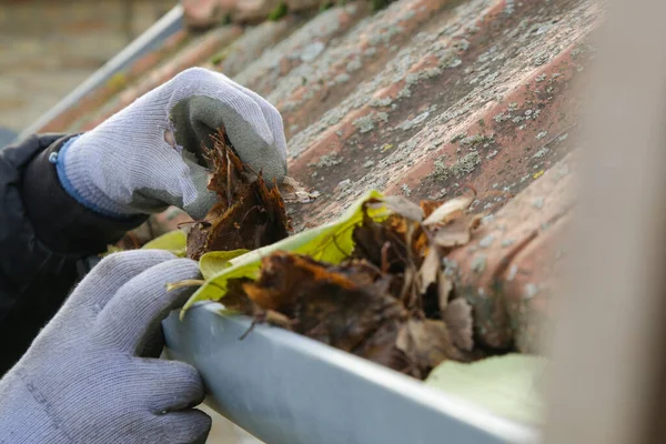 Cleaning the gutter from autumn leaves before winter season. Roof gutter cleaning process.