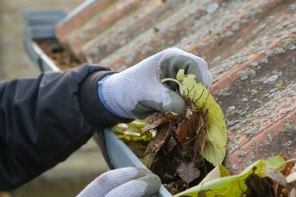 Cleaning the gutter from autumn leaves before winter season. Roof gutter cleaning process.