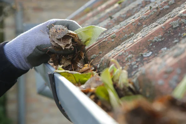 Cleaning the gutter from autumn leaves before winter season. Roof gutter cleaning process.