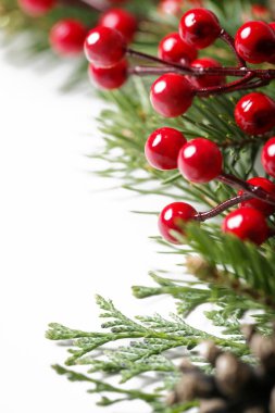 Kırmızı böğürtlenli Noel ağacı dalları.