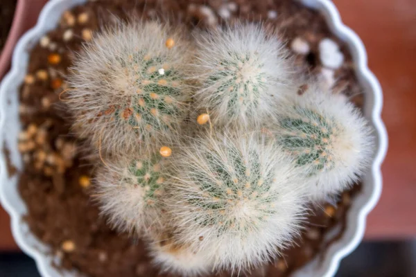 Bovenaanzicht Van Cactusballen Potten — Stockfoto