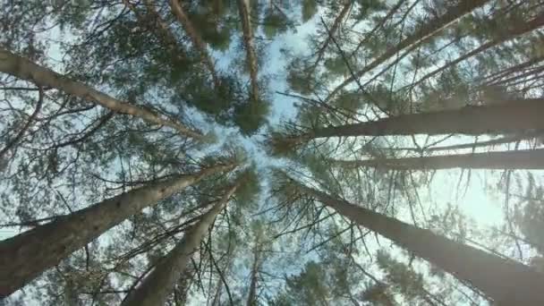 Widok na sosnowe korony w letnim lesie — Wideo stockowe