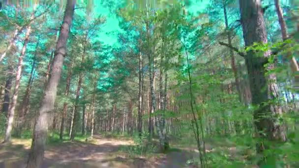 Caminando por el bosque de pinos en el soleado día de verano — Vídeo de stock