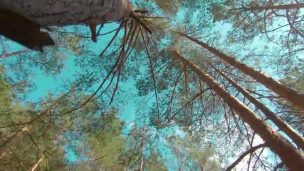 Promenade dans la forêt de pins à la journée ensoleillée d'été — Video