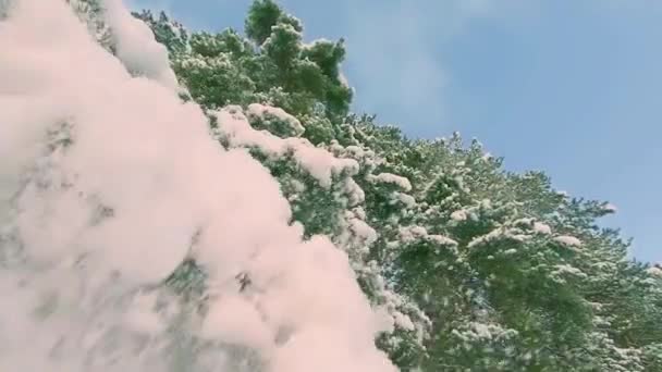 Sníh padá z větví borovic v pomalém pohybu — Stock video