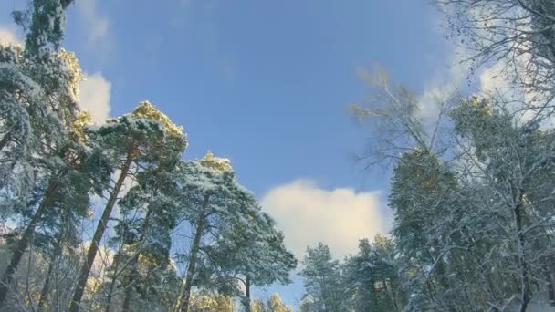 겨울 소나무 숲의 맨 아래 모습, 위풍당당 한 나무들 사이를 걸으면서 — 비디오