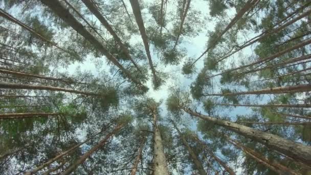 Vista fino alle corone di pino nella foresta estiva — Video Stock