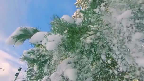 Śnieg spada z gałęzi sosny w zwolnionym tempie — Wideo stockowe