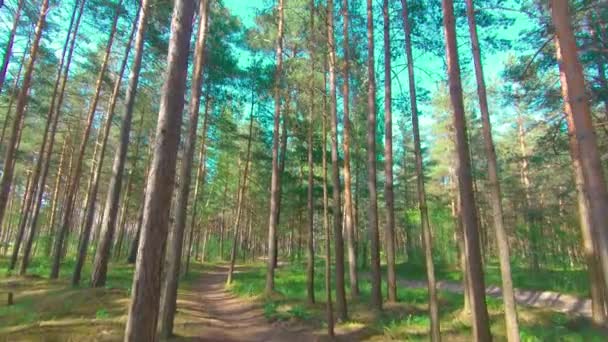 Procházka lesem borovic za slunečného letního dne — Stock video