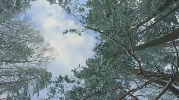 Нижній вигляд зимового соснового лісу, що йде через хвойні дерева — стокове відео