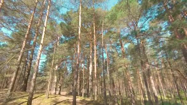 Caminando por el bosque de pinos en el soleado día de verano — Vídeo de stock