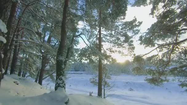 Нижній вигляд зимового соснового лісу, що йде через хвойні дерева — стокове відео