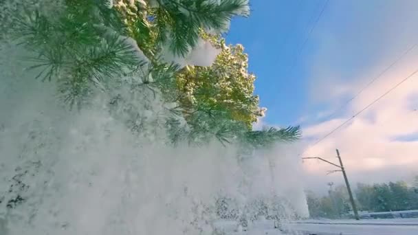 Caídas de nieve de ramas de pino en cámara lenta — Vídeos de Stock
