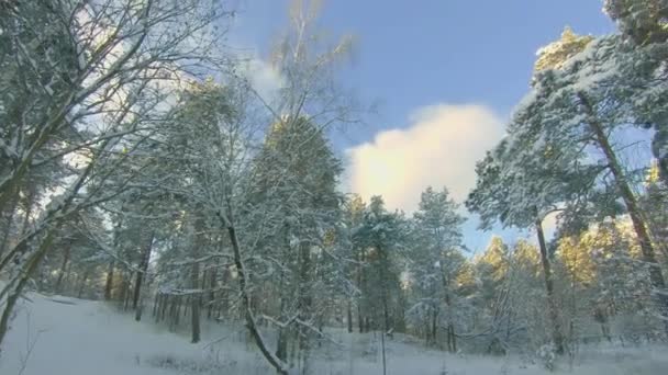 Vue du bas d'une forêt de pins d'hiver, marchant à travers les conifères — Video