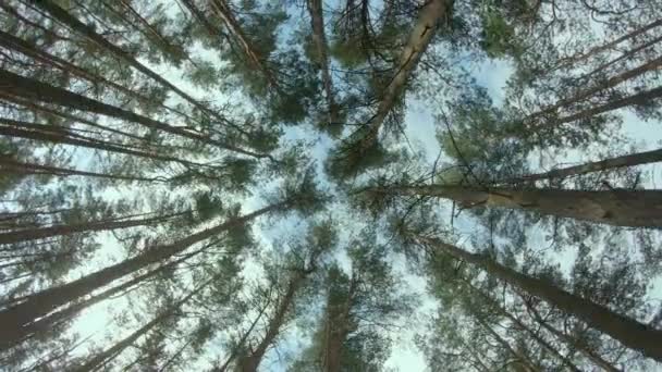 Vistas a las coronas de pino en el bosque de verano — Vídeos de Stock