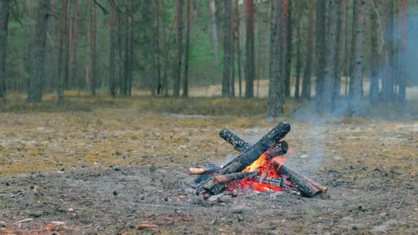 Een kampvuur in het bos - Slow Motion — Stockvideo