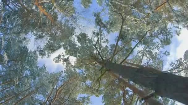Vue du bas d'une forêt de pins d'hiver, marchant à travers les conifères — Video