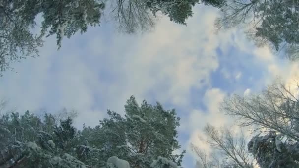 Vue du bas d'une forêt de pins d'hiver, marchant à travers les conifères — Video