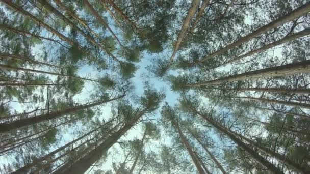 View Up to the Pine Crowns in Summer Forest — Αρχείο Βίντεο