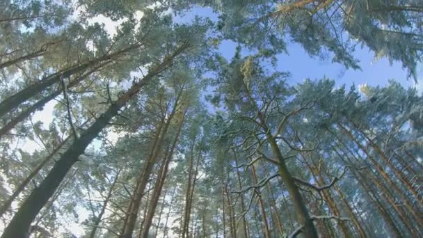 Alsó kilátás a téli fenyőerdő, séta a tűlevelű fák — Stock videók