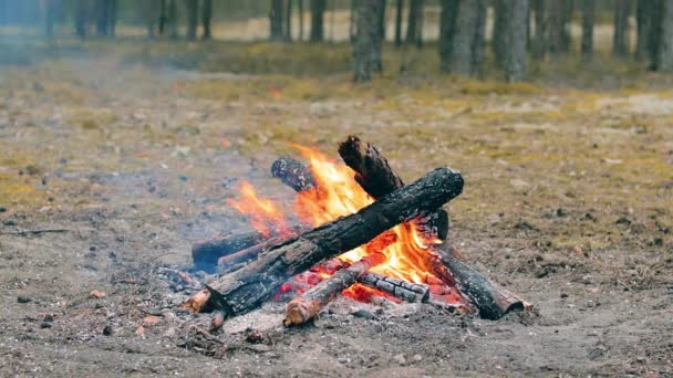 Ormanda Şenlik Ateşi - Yavaş Hareket — Stok video
