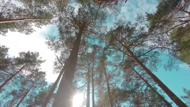 阳光明媚的夏日，漫步在松林 — 图库视频影像