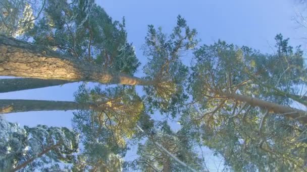 Vista dal basso di una pineta invernale, passeggiando tra gli alberi di conifere — Video Stock