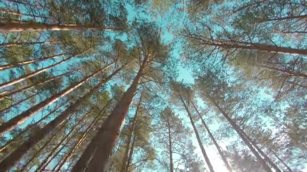 Caminando por el bosque de pinos en el soleado día de verano — Vídeo de stock