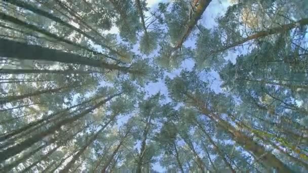 在针叶林中漫步的冬季松树林的底景 — 图库视频影像