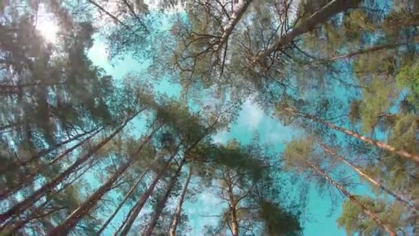 Περπατώντας Μέσα Από Πευκοδάσος Και Κοιτάζοντας Προς Δέντρα Κάτω Όψη — Αρχείο Βίντεο