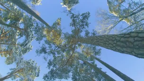 Нижній Кут Огляду Зимового Соснового Лісу Йде Через Хвойні Дерева — стокове відео