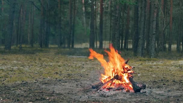 Вечером Лесу Горит Костер Пламенный Костер Камин Природе Статический Выстрел — стоковое видео