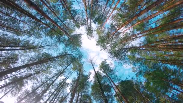 Low Angle View Colorful Summer Pine Forest Walking Coniferous Trees — 비디오