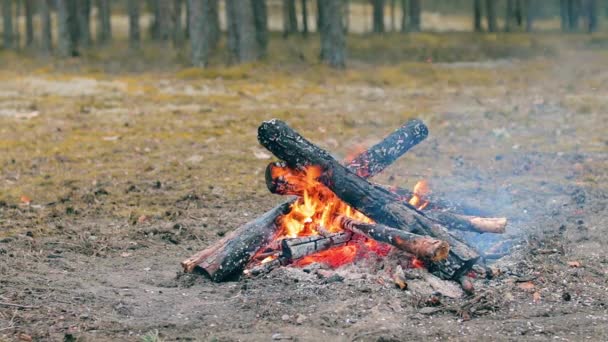 夏日森林篝火熊熊燃烧 起火的篝火 自然中的萤火虫 静态射击 慢动作 — 图库视频影像