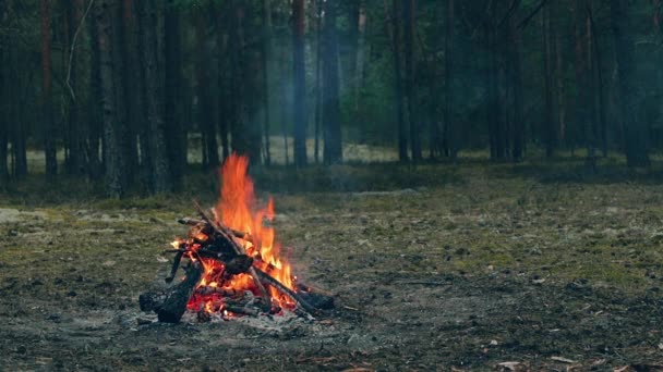 夜晚森林中的篝火熊熊燃烧 起火的篝火 自然中的萤火虫 静态射击 慢动作 — 图库视频影像