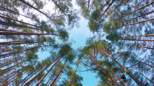 Low Angle View Colorful Summer Pine Forest Walking Coniferous Trees — Stock videók