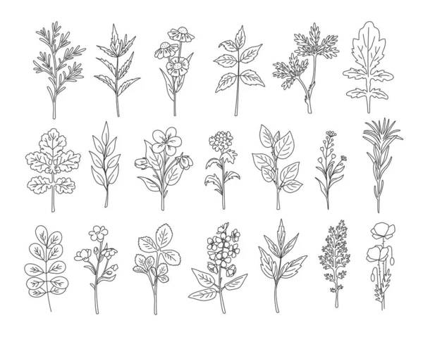 天然のハーブや野の花 大きなセットを手描き ベクターイラスト — ストックベクタ