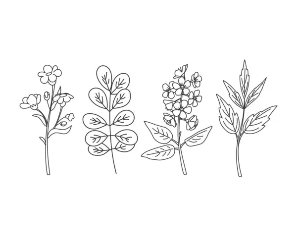 Conjunto Flores Selvagens Lineares Mão Desenho Flores Folhas Ilustração Vetorial —  Vetores de Stock