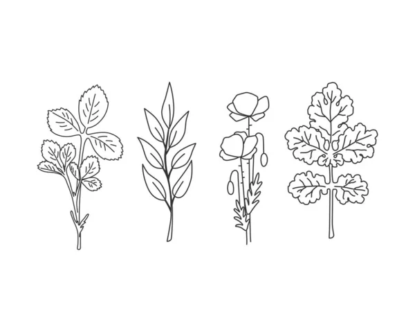 Ensemble Linéaire Feuilles Herbes Brindilles Fleurs Illustration Vectorielle — Image vectorielle