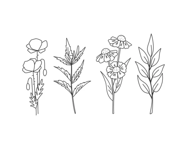 Dibujo Mano Flores Silvestres Hierbas Ilustración Vectorial — Archivo Imágenes Vectoriales