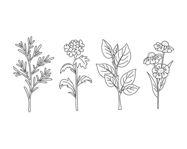 Lineare Reihe Von Blättern Kräutern Zweigen Und Blüten Vektorillustration — Stockvektor
