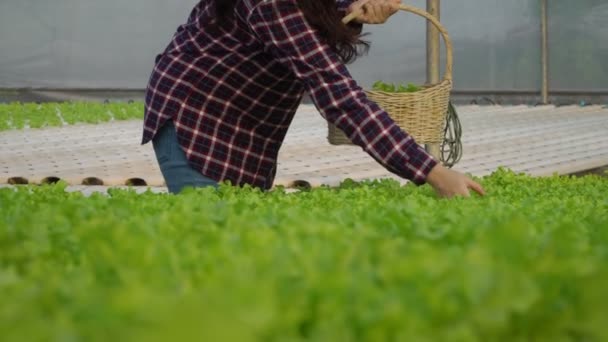 亚洲妇女在水栽蔬菜农场持有绿色橡木 并在温室农场花园检查绿波的根茎和有机蔬菜的质量 有机农业促进健康概念 — 图库视频影像