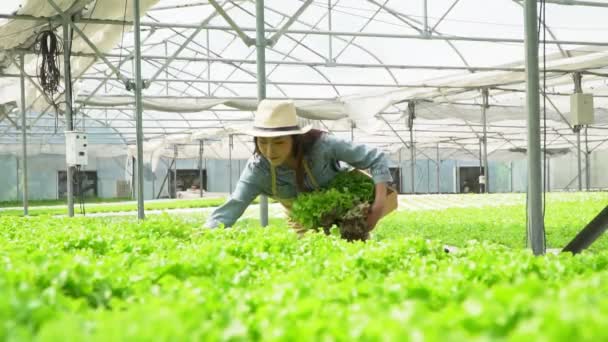 Mujer Agricultora Asiática Sosteniendo Caja Madera Llena Verduras Ensalada Sistema — Vídeos de Stock